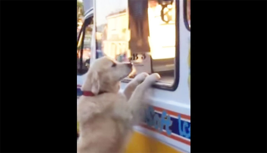 Este perro y el hombre de los helados tienen el entendimiento más dulce y adorable