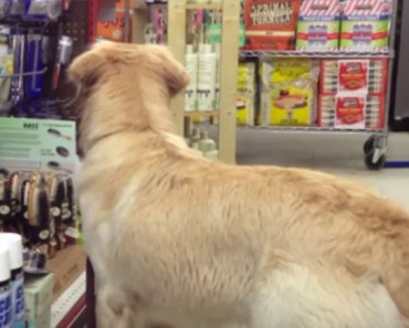 Adoptó un perro maltratado. Ahora observa lo que sucede cuando le dicen que ELIJA su juguete 4 Adoptó un perro maltratado. Ahora observa lo que sucede cuando le dice que ELIJA su juguete