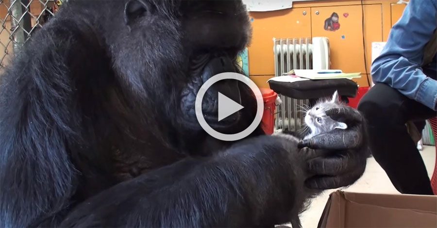 La gorilla Koko adopta dos gatitos por su cumpleaños, un momento CONMOVEDOR