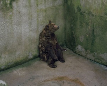 Esta IMPACTANTE fotografía resume la tristeza de los animales de los parque zoológicos