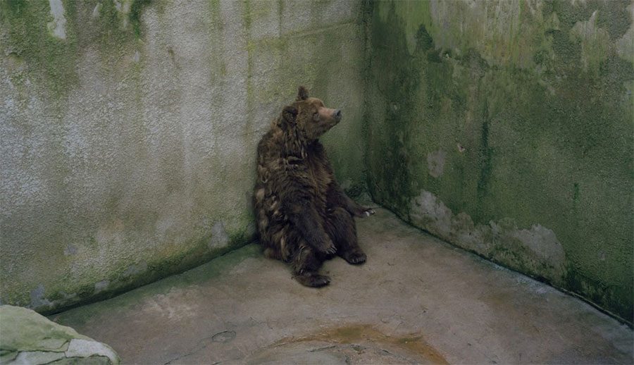 Esta IMPACTANTE fotografía resume la tristeza de los animales de los parque zoológicos