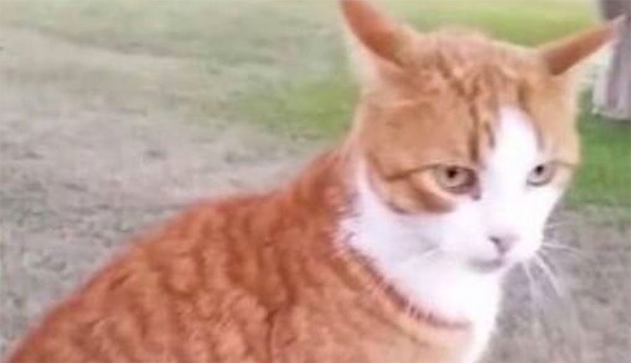 JUSTICIA: Veterinaria que mató a un gato con una flecha finalmente pierde su licencia [Actualización]