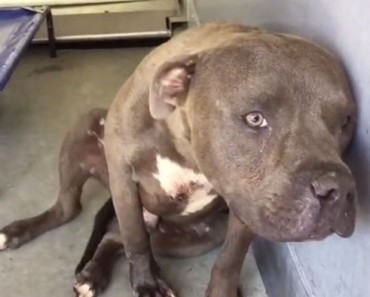 Este pitbull utilizado para PELEAS siente el amor por primera vez. ¡Su reacción es increíble! 5 Este pitbull utilizado para PELEAS siente el amor por primera vez. ¡Su reacción es increíble!