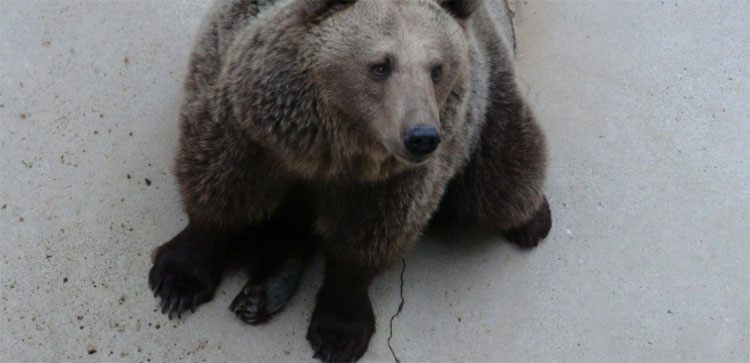 Estos 17 osos estuvieron encerrados en pozos de hormigón durante años. ¡Mira su reacción al ser LIBERADOS!
