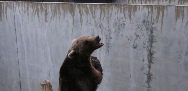 Estos 17 osos estuvieron encerrados en pozos de hormigón durante años. ¡Mira su reacción al ser LIBERADOS!