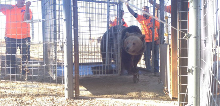 Estos 17 osos estuvieron encerrados en pozos de hormigón durante años. ¡Mira su reacción al ser LIBERADOS!