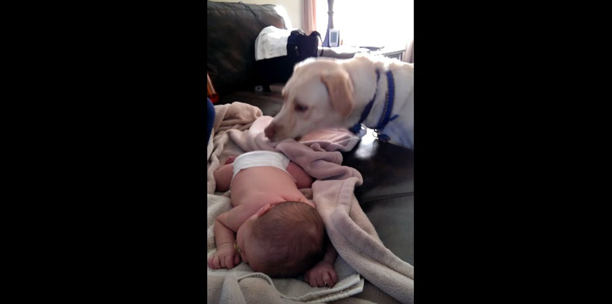 Cuando éste perro se da cuenta de que el bebé duerme sin manta, hace la cosa MÁS TIERNA Y DULCE