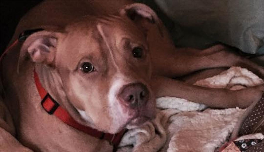 Este perro mayor fue abandonado debido a que su dueño tenía una alfombra nueva
