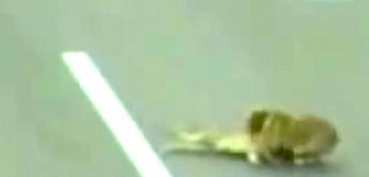 Un perro yace impotente y malherido en la autopista, pero su amigo se niega a dejarlo morir