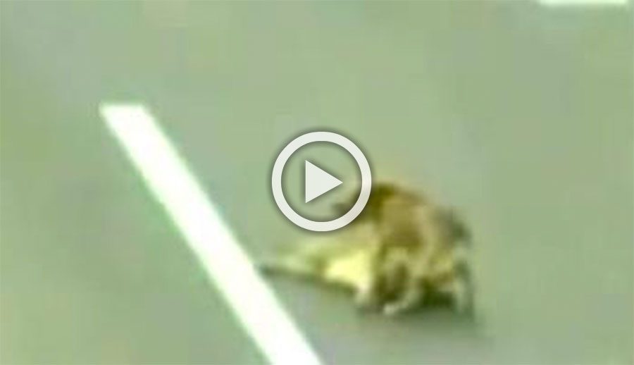 Un perro yace impotente y malherido en la autopista, pero su amigo se niega a dejarlo morir