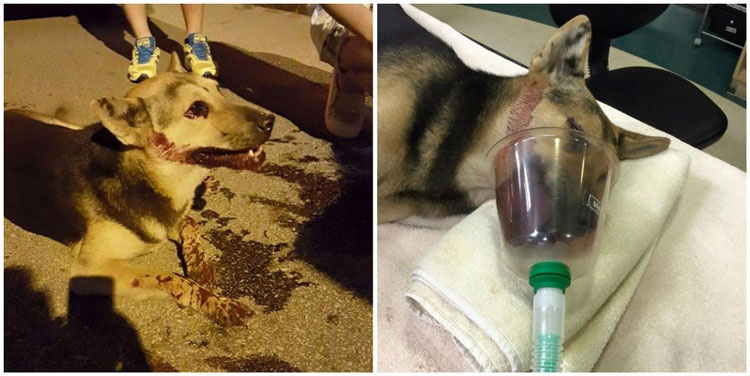 ¿No sirve para nada Facebook? Este perro gravemente golpeado ha sido salvado gracias a un post de Facebook
