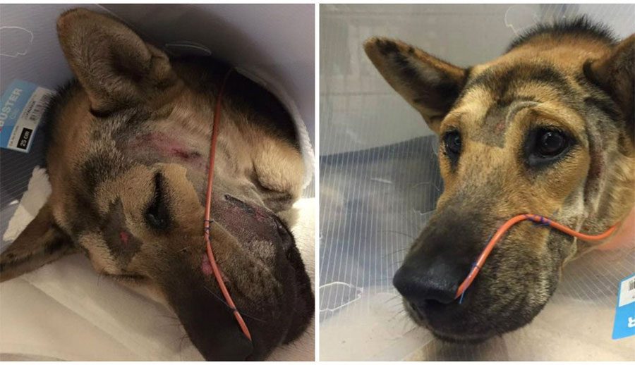 ¿No sirve para nada Facebook? Este perro gravemente golpeado ha sido salvado gracias a un post de Facebook