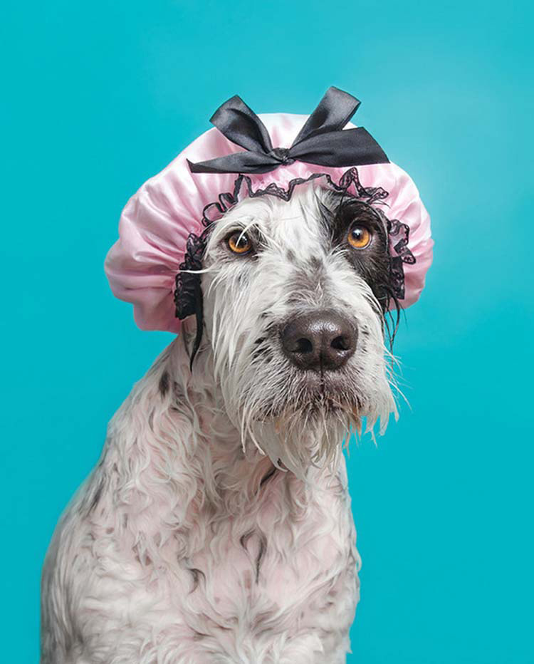 Siente como tu corazón se funde en el baño de burbujas de esta serie de fotos de "Perros mojados"