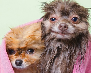 Siente como tu corazón se funde en el baño de burbujas de esta serie de fotos de "Perros mojados"