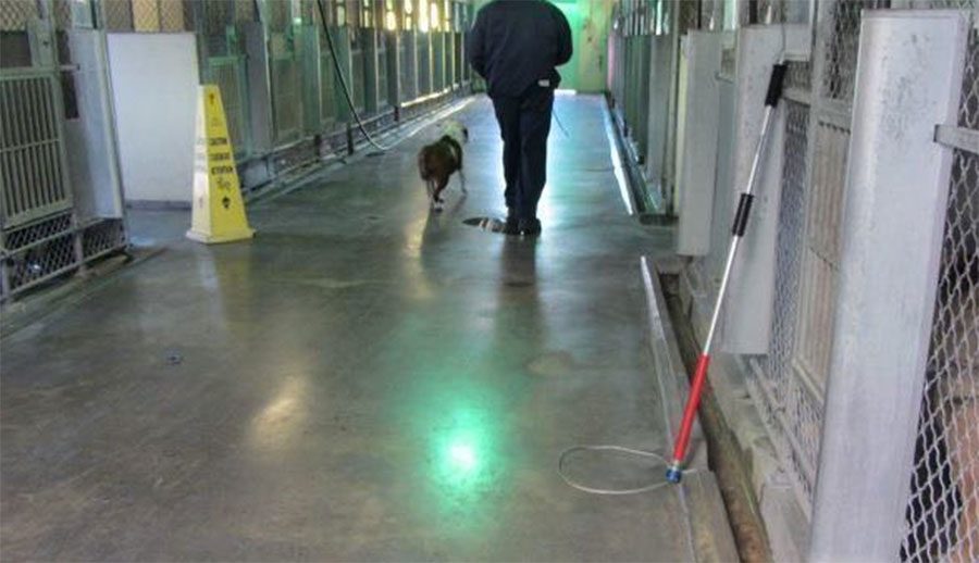 Esta inquietante foto muestra a un perro no deseado de un refugio en su último paseo