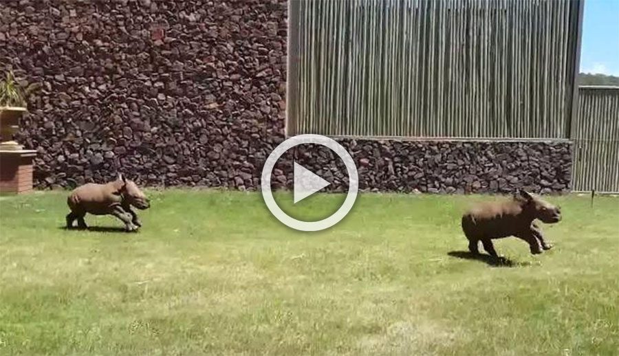 ¿Has visto alguna vez rinocerontes bebés correr como perritos? Este vídeo es lo más adorable que verás en todo el día 1 ¿Has visto alguna vez rinocerontes bebés correr como perritos? Este vídeo es lo más adorable que verás en todo el día