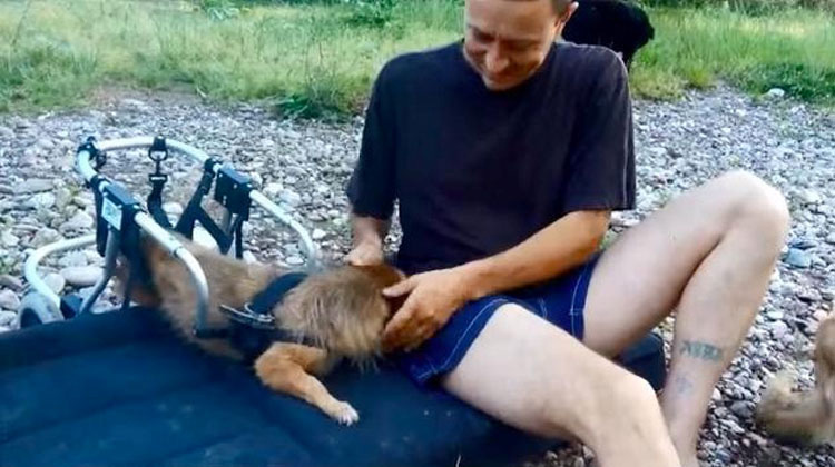 Este hombre odia ver a los perros que sufren, por eso ha salvado a 450 de ellos