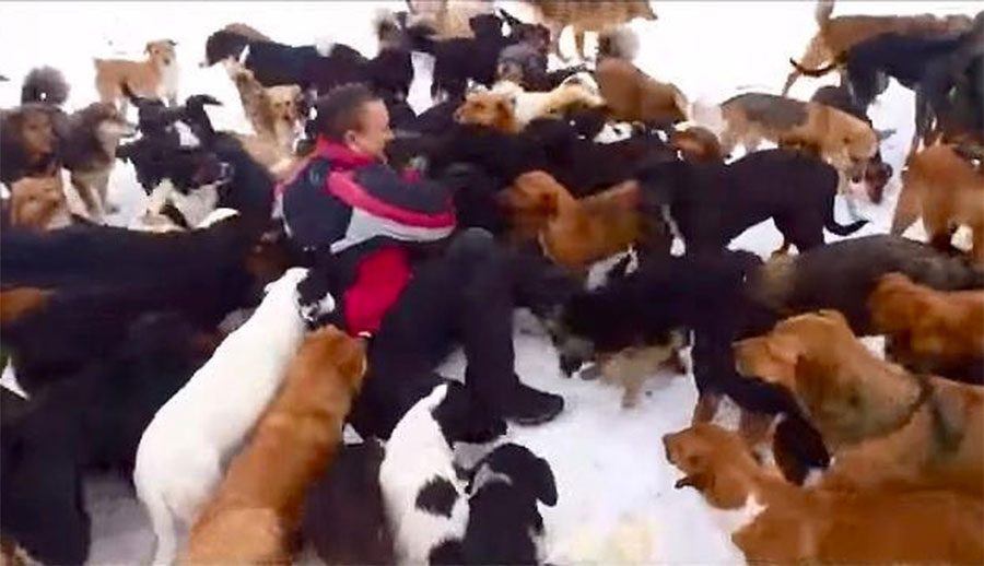 Este hombre odia ver a los perros que sufren, por eso ha salvado a 450 de ellos