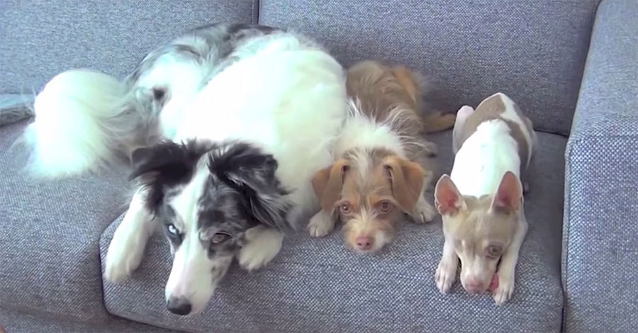 3 perros en línea en el sofá. Ahora MANTENGA atenta su mirada en el pequeño...