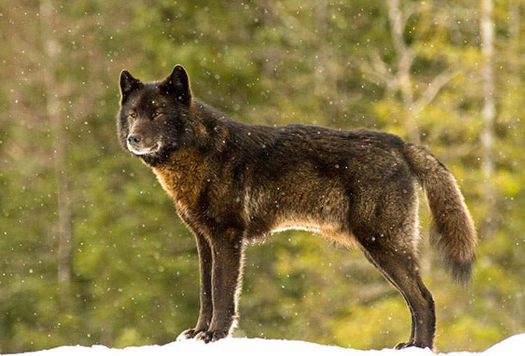 Vio impotente cómo un lobo salvaje se acercaba a su perro. Entonces ocurrió algo INCREÍBLE