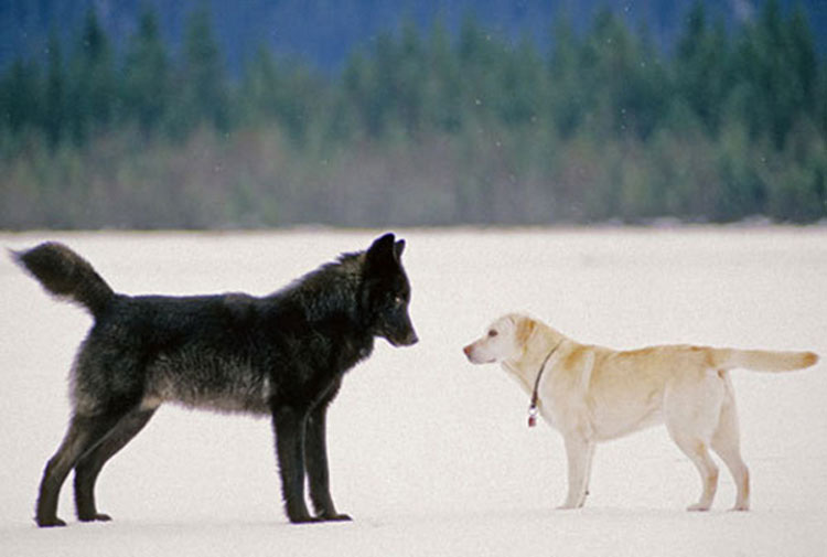 Vio impotente cómo un lobo salvaje se acercaba a su perro. Entonces ocurrió algo INCREÍBLE