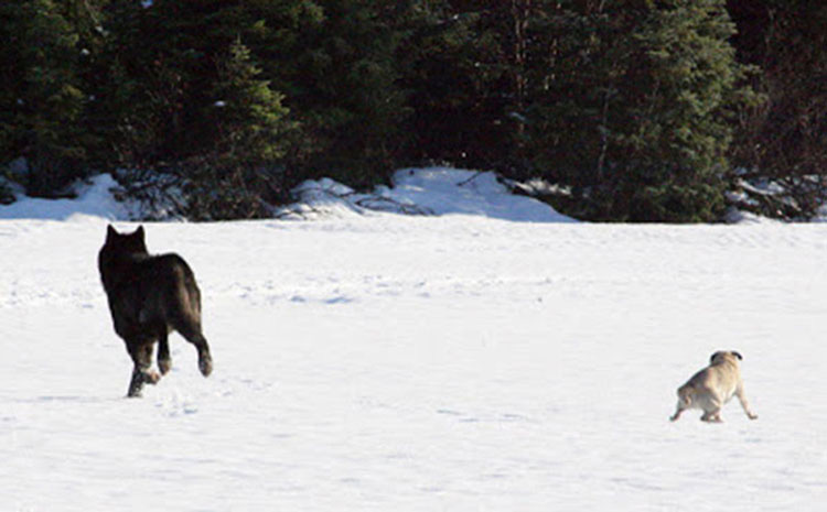 Vio impotente cómo un lobo salvaje se acercaba a su perro. Entonces ocurrió algo INCREÍBLE