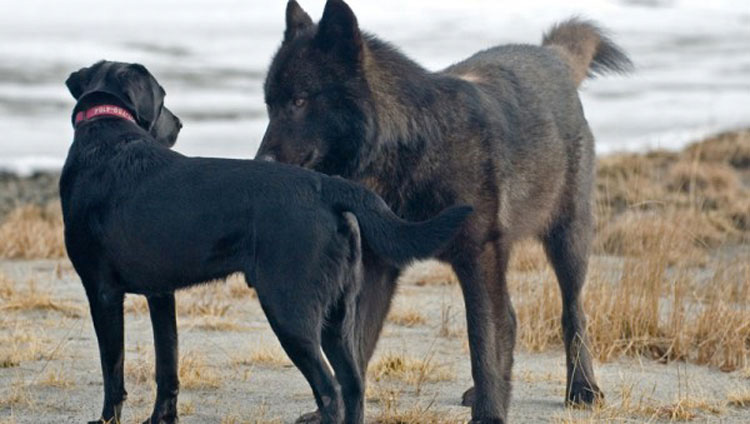 Vio impotente cómo un lobo salvaje se acercaba a su perro. Entonces ocurrió algo INCREÍBLE