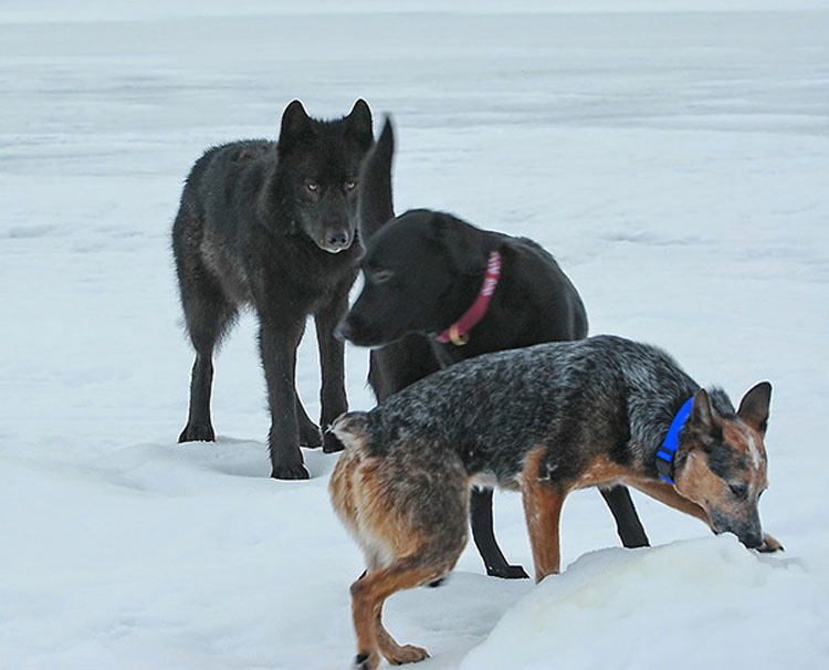 Vio impotente cómo un lobo salvaje se acercaba a su perro. Entonces ocurrió algo INCREÍBLE