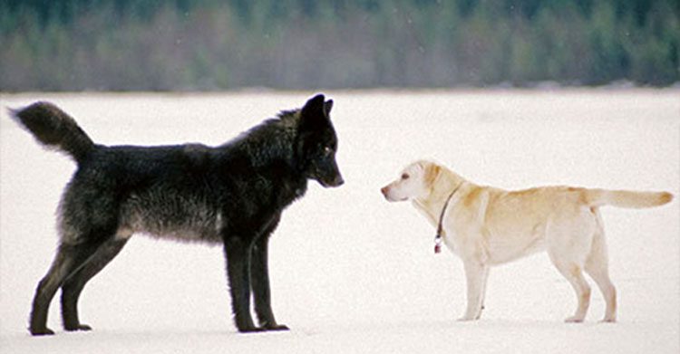 Vio impotente cómo un lobo salvaje se acercaba a su perro. Entonces ocurrió algo INCREÍBLE