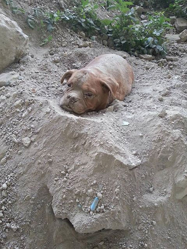 ¿Recuerdas a la perra que fue enterrada viva? Mira lo feliz que es con su nueva familia