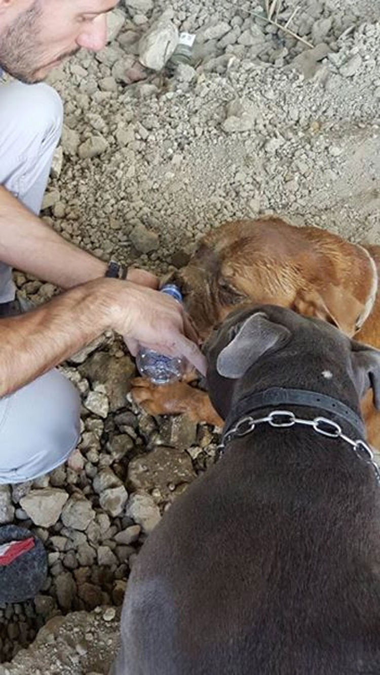 ¿Recuerdas a la perra que fue enterrada viva? Mira lo feliz que es con su nueva familia