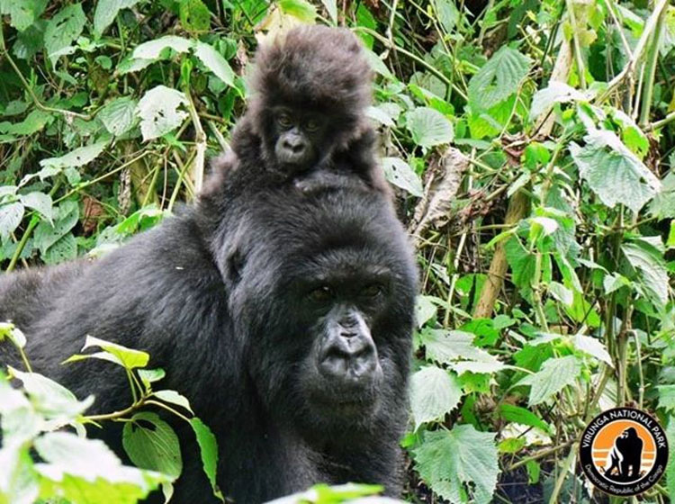 La imagen que se ha hecho viral: un hombre consuela a un gorila que acaba de perder a su madre