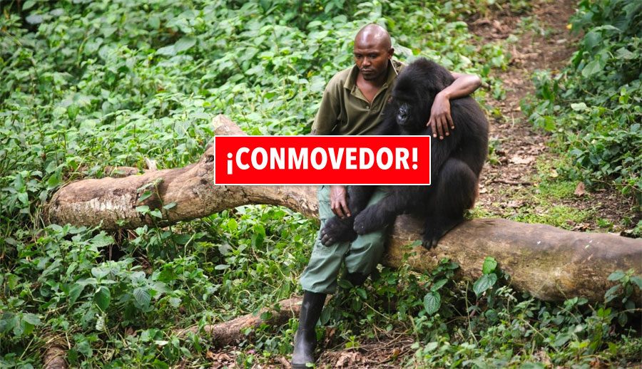 La imagen que se ha hecho viral: un hombre consuela a un gorila que acaba de perder a su madre