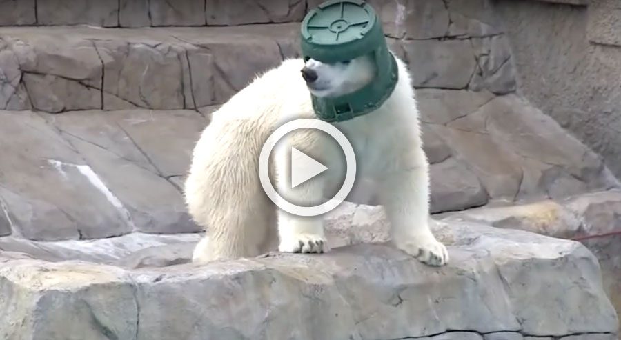 Lo que este oso polar hace para divertirse es lo más extraño que verás todo el día
