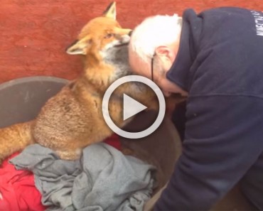 Visita al zorro que rescató hace 7 años. Ahora preste especial atención cuando lo ve de nuevo