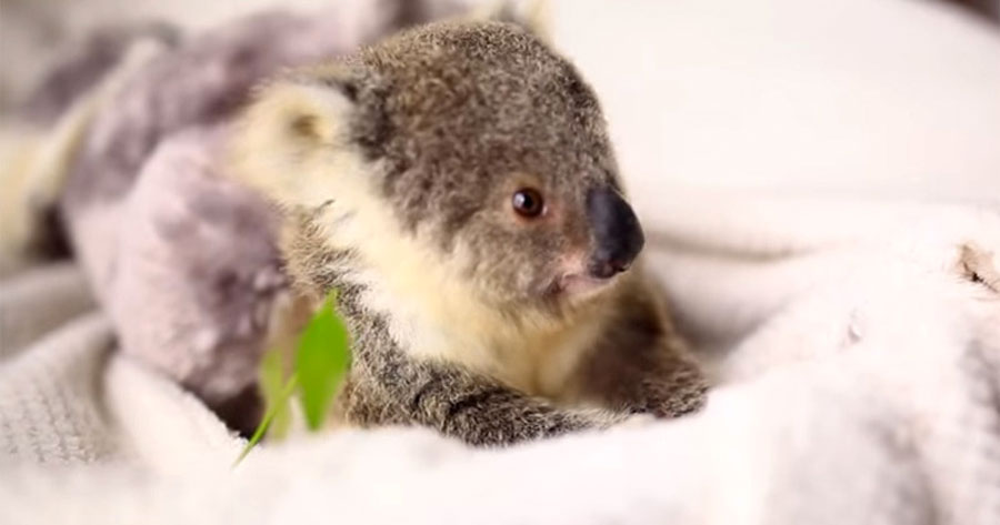 Este bebé koala ni siquiera parece real, ahora espera hasta que veas lo que hace para la cámara
