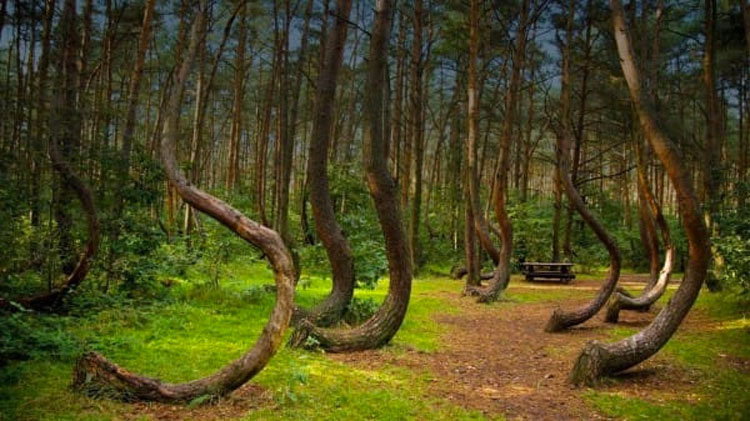 Estos 400 árboles fueron misteriosamente torcidos hace 90 años. ¿Cuál es la posible razón?