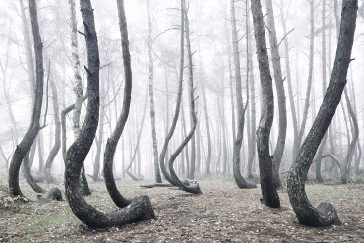 Estos 400 árboles fueron misteriosamente torcidos hace 90 años. ¿Cuál es la posible razón?