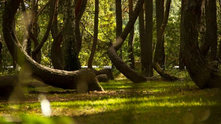 Estos 400 árboles fueron misteriosamente torcidos hace 90 años. ¿Cuál es la posible razón?