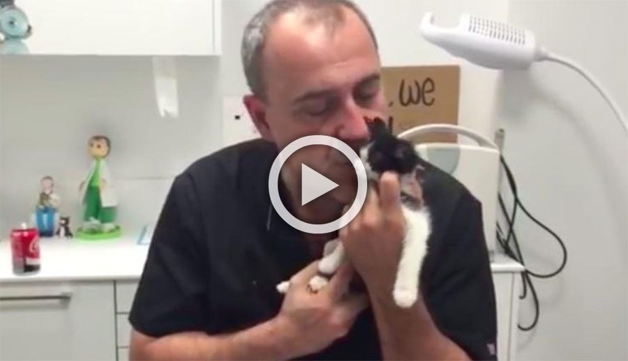 Un gatito maltratado muere y su veterinario graba este vídeo que está conmoviendo al mundo