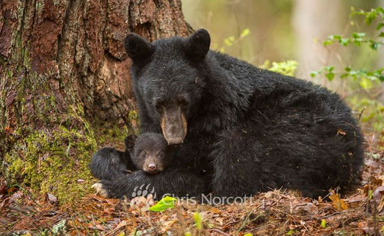 38 madres muertas en una caza masiva de osos, deja a todos sus cachorros solos