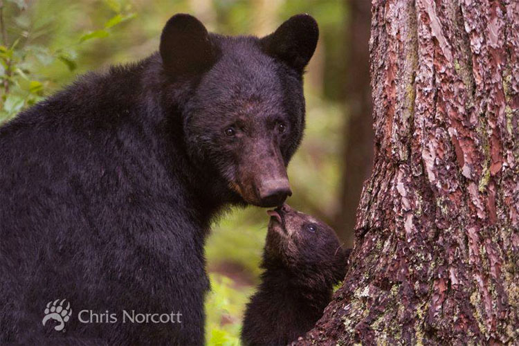 38 madres muertas en una caza masiva de osos, deja a todos sus cachorros solos