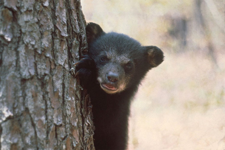 38 madres muertas en una caza masiva de osos, deja a todos sus cachorros solos