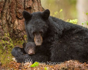 38 madres muertas en una caza masiva de osos, deja a todos sus cachorros solos