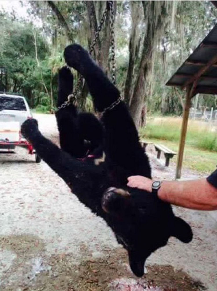 38 madres muertas en una caza masiva de osos, deja a todos sus cachorros solos