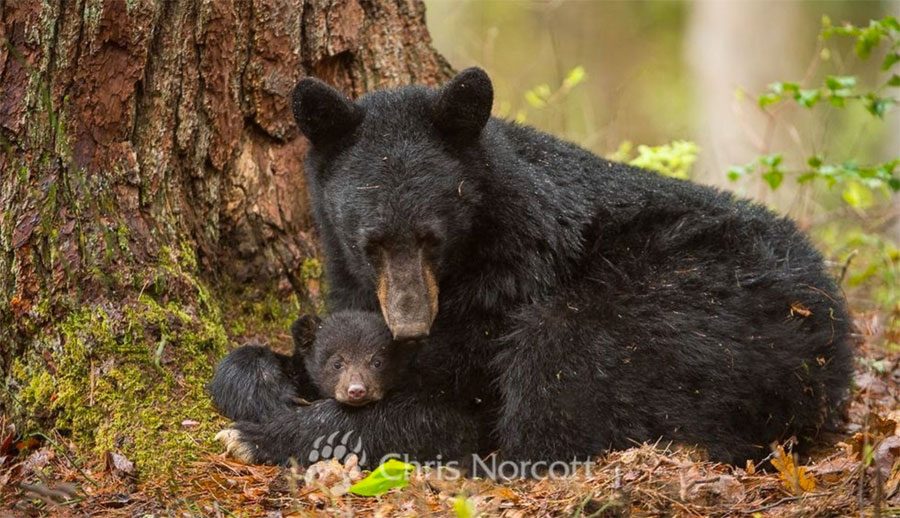 38 madres muertas en una caza masiva de osos, deja a todos sus cachorros solos
