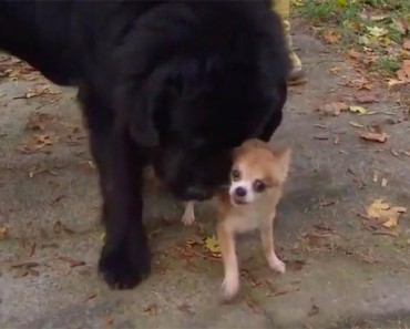 Este diminuto chihuahua salva a su hermano mayor de un ladrón de perros
