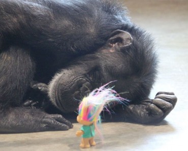 Esta chimpancé con un pasado muy oscuro encuentra la felicidad de esta forma. Hermoso y trágico