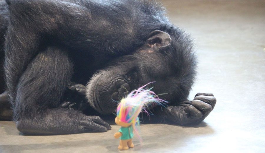 Esta chimpancé con un pasado muy oscuro encuentra la felicidad de esta forma. Hermoso y trágico