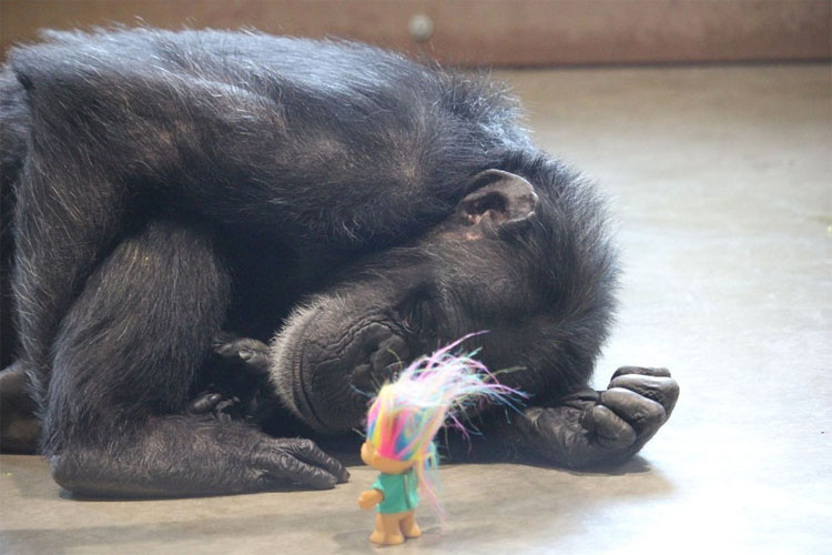 Esta chimpancé con un pasado muy oscuro encuentra la felicidad de esta forma. Hermoso y trágico 1